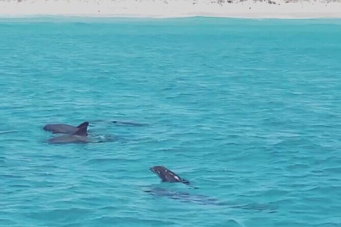 Shell Island Dolphin Sightseeing Boat Tour in Panama City Beach - FAQs