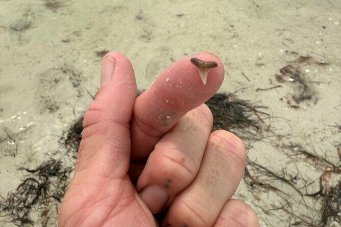 Shell Key Shelling Tour Discover Unique Treasures - St. Pete, FL - A Deep Dive into the Shell Key Shelling Tour