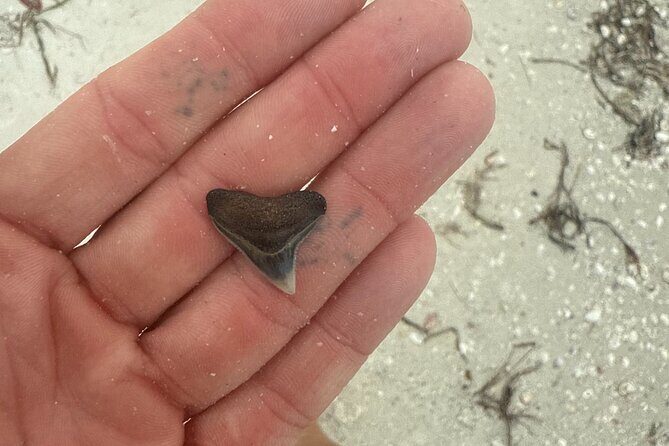 Shell Key Shelling Tour Discover Unique Treasures - St. Pete, FL - The Sum Up: Is It Worth It?