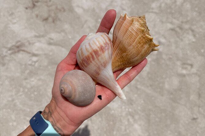 Shell Key Shelling Tour Discover Unique Treasures - St. Pete, FL - FAQ