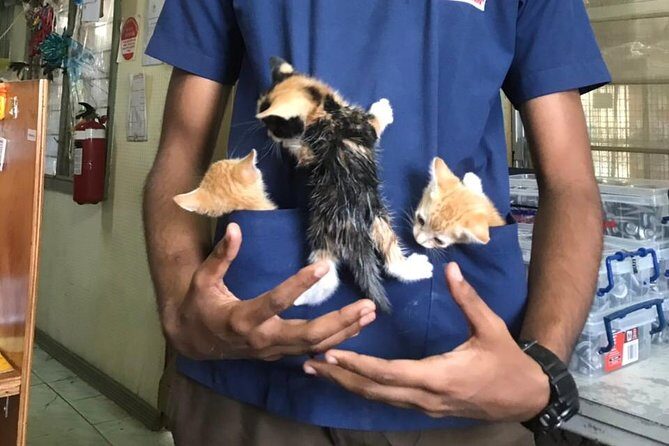 Shelter Visit & Tour - Final Thoughts: Is This Tour Right for You?