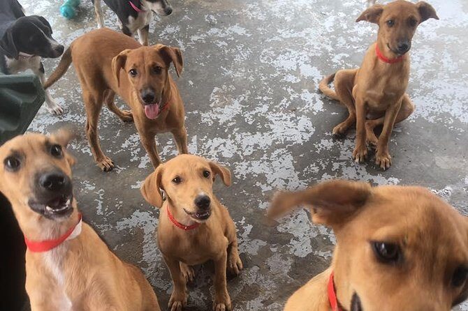 Shelter Visit & Tour - Frequently Asked Questions