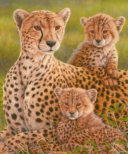 Sheopur: Kuno National Park Jeep jungle Safari - Exploring Kuno National Park: What to Expect from the Jeep Safari