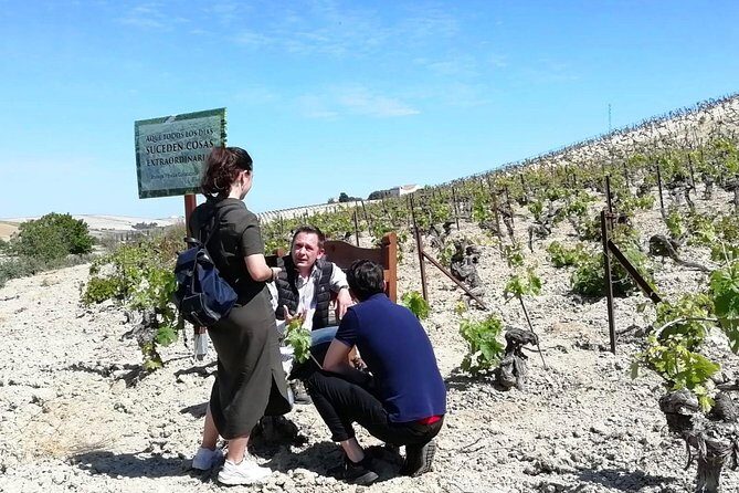 Sherry Experience in the Vineyard - The Sum Up