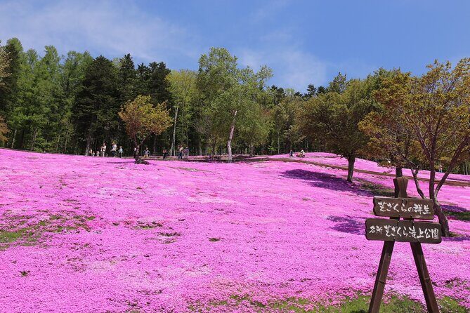 [Shibazakura / Tulip] Going by private car, Shibazakura Takinoue Park and Kamiyubetsu Tulip Park (from Sapporo) - Experience a Spring Wonderland with Private Access to Hokkaido’s Floral Highlights
