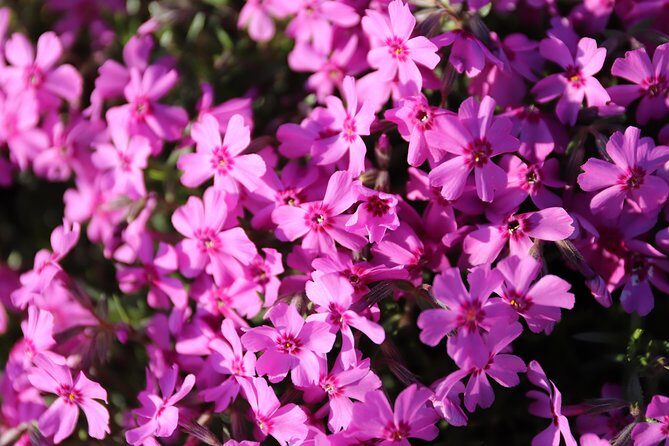 [Shibazakura / Tulip] Going by private car, Shibazakura Takinoue Park and Kamiyubetsu Tulip Park (from Sapporo) - Who Should Consider This Tour?