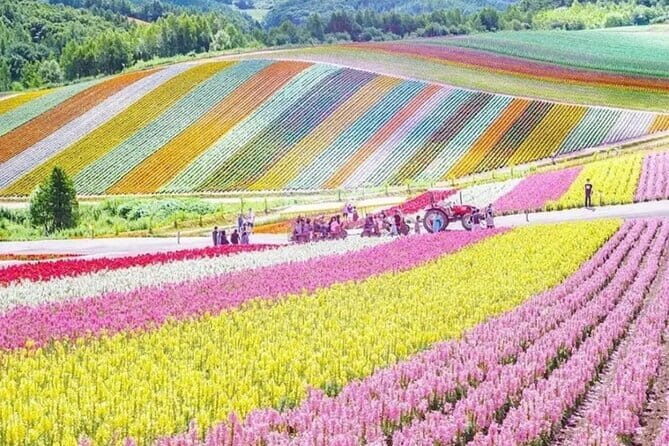 Shikisai-no-Oka and Furano Tour with buffet lunch from Sapporo - Key Points