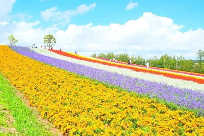 Shikisai-no-Oka and Furano Tour with buffet lunch from Sapporo - A Deep Dive into the Experience