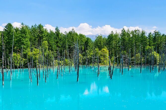 Shikisai-no-Oka Fairy Terrace Tour, optional lunch from Sapporo - An Exciting Day Exploring Hokkaidos Natural Beauty