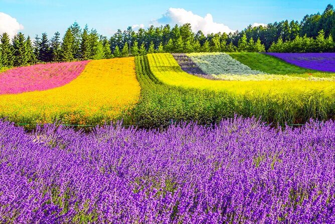 Shikisai-no-Oka Fairy Terrace Tour, optional lunch from Sapporo - Who Should Consider This Tour?