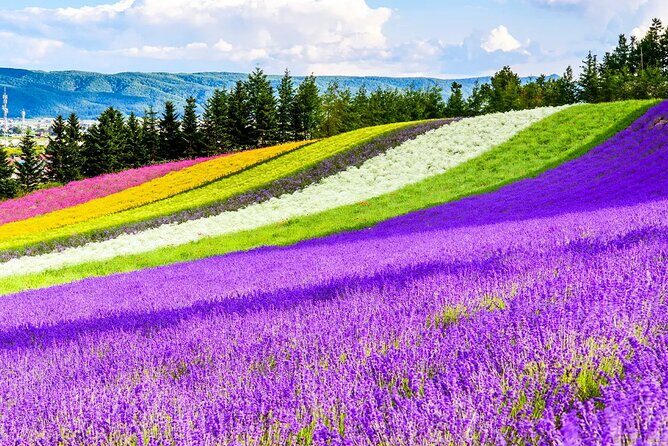 Shikisai-no-Oka Fairy Terrace Tour, optional lunch from Sapporo - FAQ