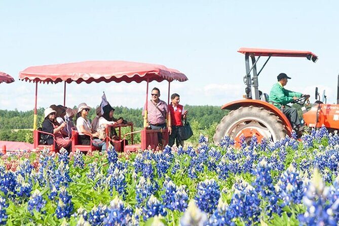 Shikisai-no-Oka Fairy Terrace Tour, optional lunch from Sapporo - Final Thoughts