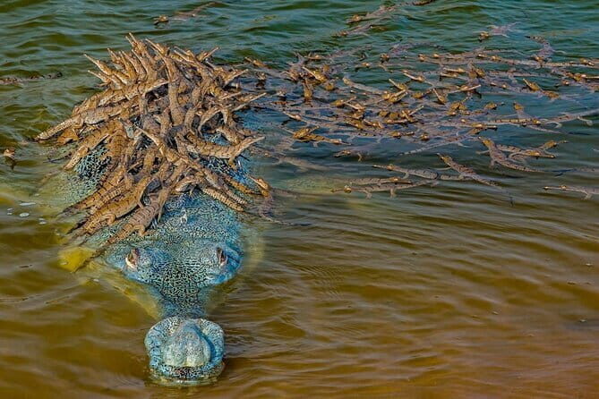 Shimla Queen Of Hills Tour Package 3 Days By Car - Final Thoughts