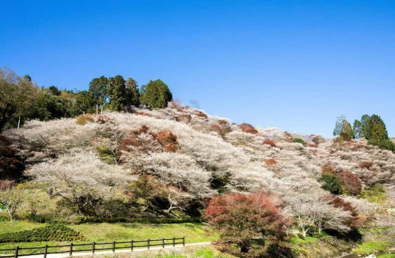 Shin-Toyota: Korankei/Obara Bus Tour with Persimmon Tasting - Final thoughts: Who is this tour best for?
