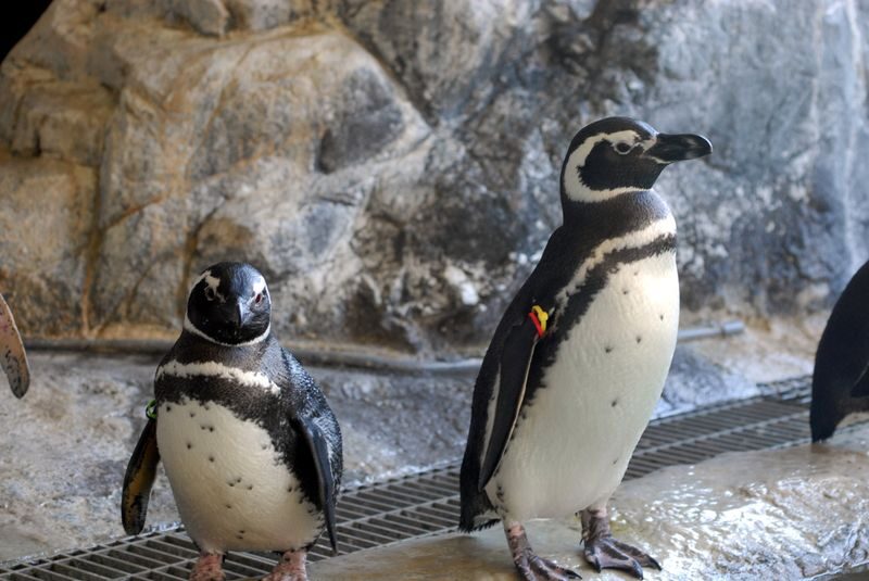 Shinagawa Aquarium Admission Ticket in Tokyo - A compact aquarium with a lot for children to notice