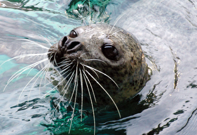Shinagawa Aquarium Admission Ticket in Tokyo - Allow two to three hours, but set your own pace