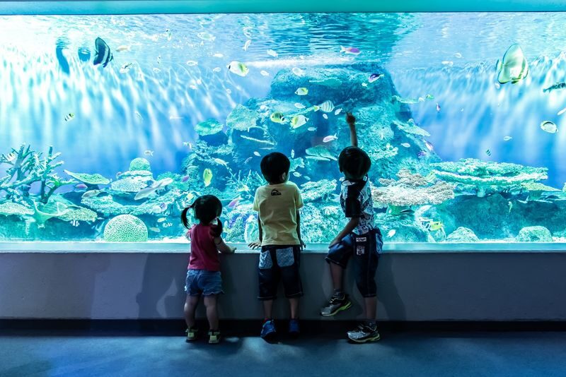 Shinagawa Aquarium Admission Ticket in Tokyo - Try the pearl activity only after checking the details