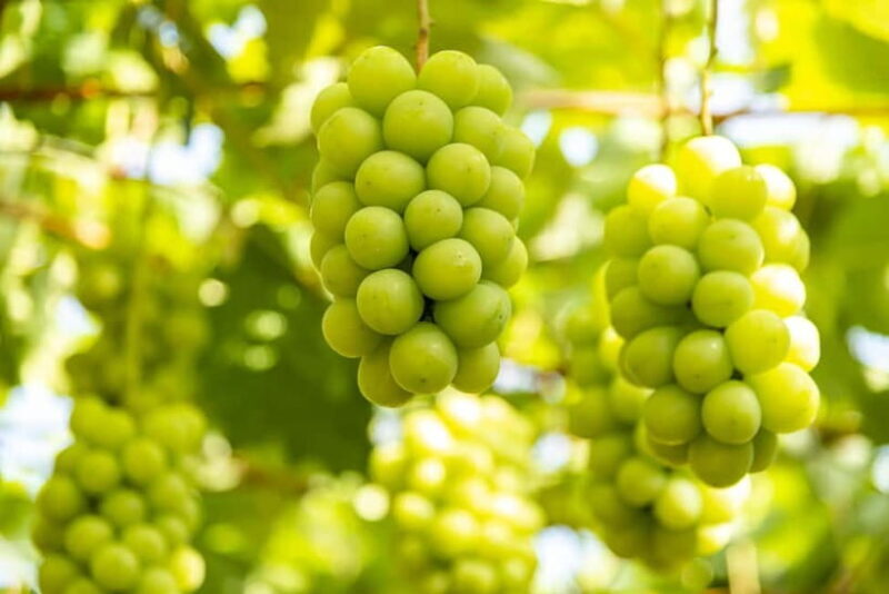 Shine Muscat Buffet, Fuji Ice Cave & Oshino Hakkai Day Tour - Shine Muscat Buffet, Fuji Ice Cave & Oshino Hakkai Day Tour: An Authentic Day in Honshu