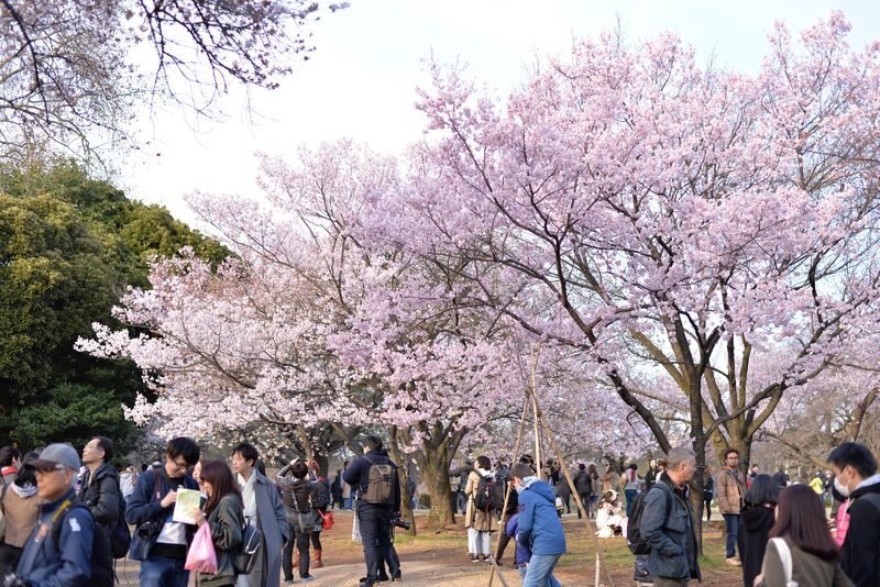 Shinjuku Gyoen National Garden - 2 Hours Walking Tour - A tea house and changing seasons