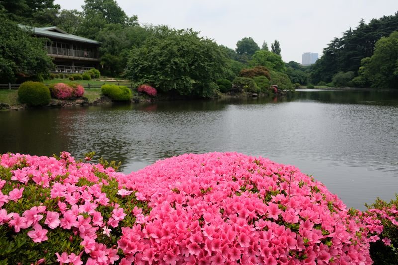Shinjuku Gyoen National Garden - 2 Hours Walking Tour - Finishing near JR Sendagaya Station