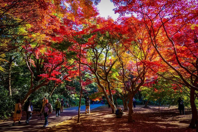 Shinjuku Gyoen National Garden - 2 Hours Walking Tour - Practical details before you go