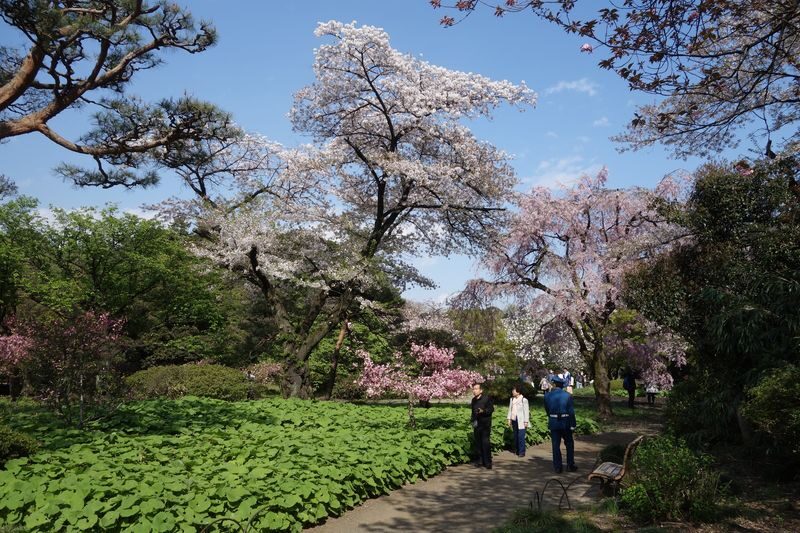 Shinjuku Gyoen National Garden - 2 Hours Walking Tour - Who should book this walk?