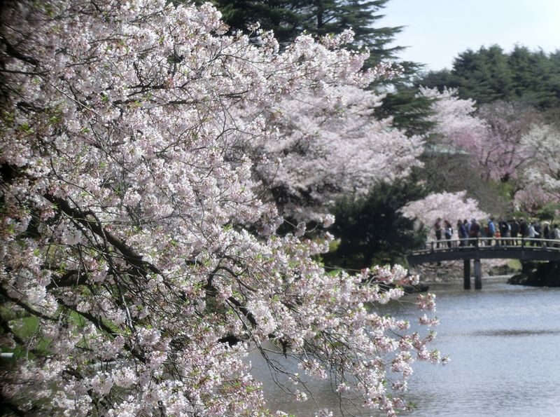 Shinjuku Gyoen Ticket in Tokyo - A garden, not a checklist