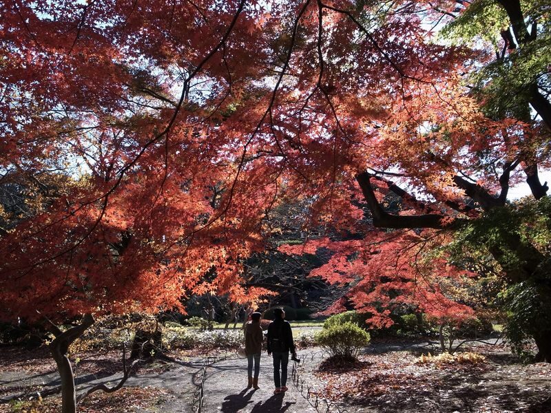 Shinjuku Gyoen Ticket in Tokyo - Opening hours and park rules to check