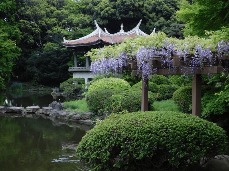 Shinjuku Gyoen Ticket in Tokyo - Is Shinjuku Gyoen worth booking?