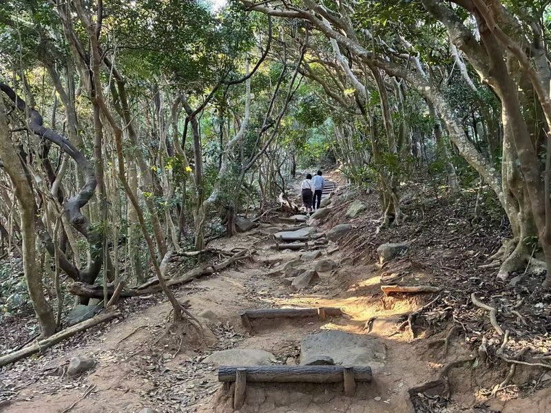 Shiraito Falls & Forest Cafe & Handmade Flower Salt Pudding & Grilled Seafood & Totoro Forest & Sakurai Futamigaura & Angels Wings & Coconut Tree Swing Day Tour (Departing from Hakata Station, with Mandarin, English, and Cantonese speaking guide) - Keyanooto Park: a short walk through Totoro’s Forest