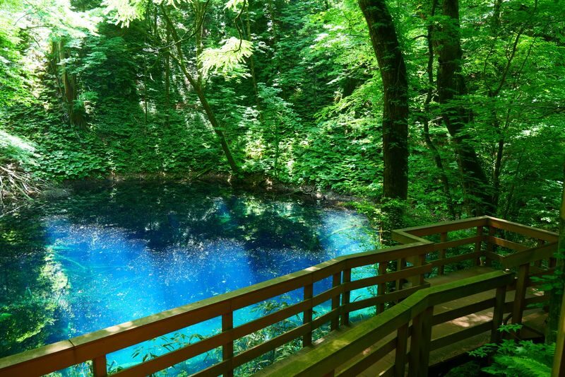 Shirakami Sanchi & Takayama Inari Shrine Full-Day World Heritage Tour - How much guiding should you expect?