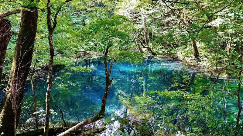 Shirakami Sanchi & Takayama Inari Shrine Full-Day World Heritage Tour - Who should book this tour?