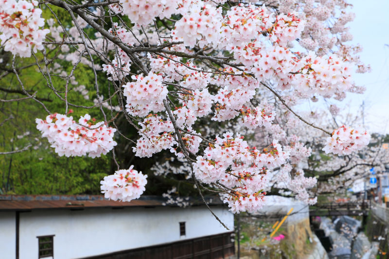 Shirakawa-go Day Trip | Optional Direct Access to Observation Deck + Hida Takayama Old Town | Optional Premium Small Group Tour for up to 9 People, Hotel Pickup and Drop-off | Departure from Nagoya - What the price buys, and what it does not