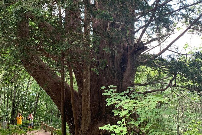 Shirakawago(UNESCO world heritage)/ Onsen / Hiking / 1day tour - What Travelers Say