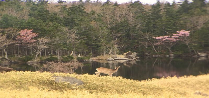 Shiretoko Goko Lakes Half-Day Guided Walking Tour - Weather, wildlife and changing plans