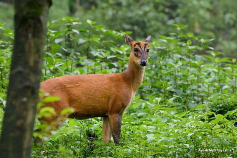 Shivapuri National Park Hike  Scenic Day Trek - The Sum Up
