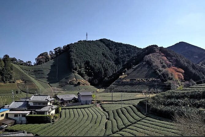 Shizuoka 6hr Private Tour and Japanese Tea Farm Tour with Vehicle - An In-Depth Look at the Shizuoka 6-Hour Private Tour