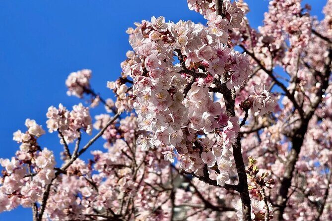 Shizuoka and Izu City Cherry Blossom Private 2 Days Tour - A Closer Look at the Shizuoka and Izu City Cherry Blossom Private 2 Days Tour