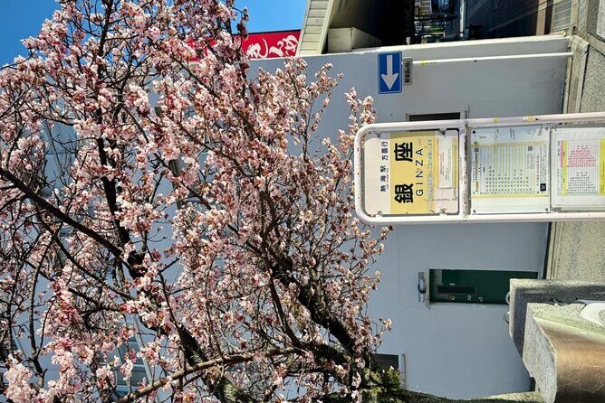 Shizuoka and Izu City Cherry Blossom Private 2 Days Tour - Key Points