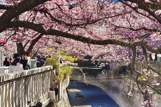 Shizuoka and Izu City Cherry Blossom Private 2 Days Tour - Transportation, Comfort, and Flexibility