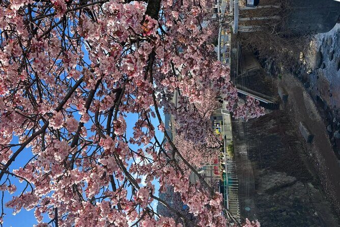 Shizuoka and Izu City Cherry Blossom Private 2 Days Tour - Authentic Feedback and Insights
