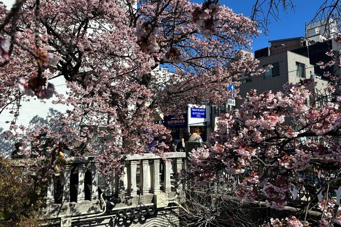 Shizuoka and Izu City Cherry Blossom Private 2 Days Tour - The Sum Up: Who Should Consider This Tour?