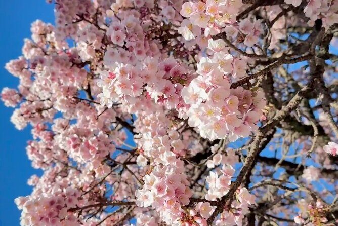 Shizuoka and Izu City Cherry Blossom Private 2 Days Tour - FAQ: Your Questions Answered