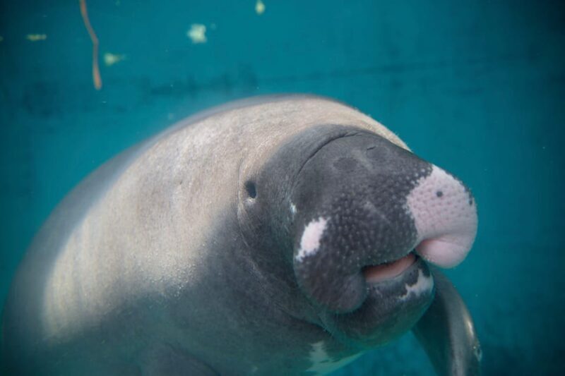 Shizuoka: Atagawa Tropical & Alligator Garden Entrance - FAQ