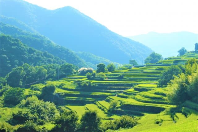 Shodoshima Island Full-Day Private Tour with Ropeway Ride - A guide who helps keep the day on track