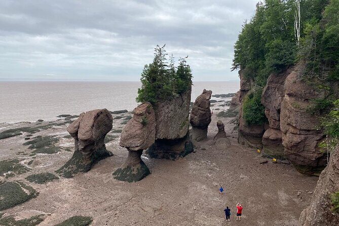 Shore and Hopewell Rocks Guided Tour - Key Points