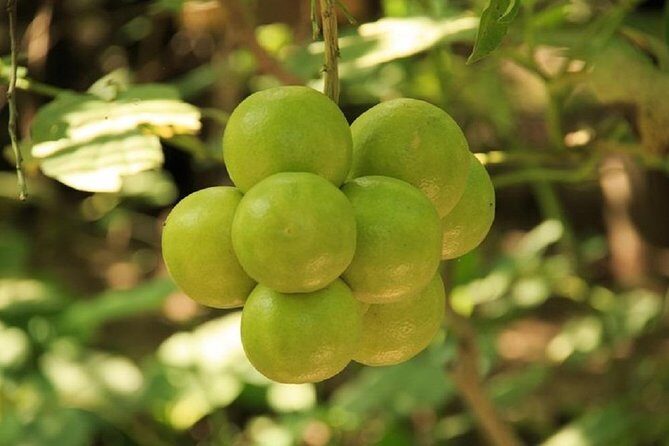 Shore Excursion Authentic Rural Mexican Experience - Exploring the Heart of Rural Mexico