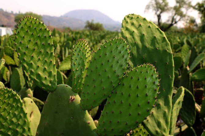Shore Excursion Authentic Rural Mexican Experience - Why Travelers Love This Tour