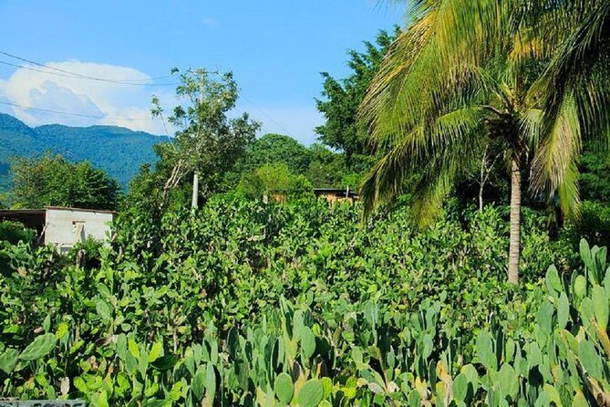 Shore Excursion Authentic Rural Mexican Experience - Possible Drawbacks