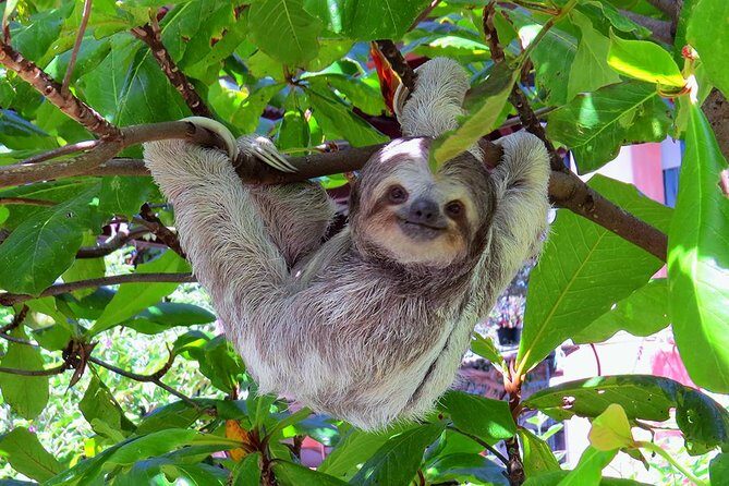 Shore Excursion: Caribbean Highlights Tour from Limon - FAQ